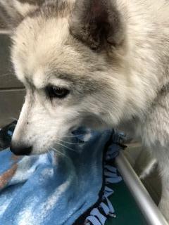 Enlarge Aspen, a Adopted Husky in Virginia, MN image 1/1