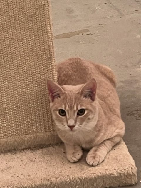 Cashew, a Adoptable mixed breed in Mobile, AL image 4/5