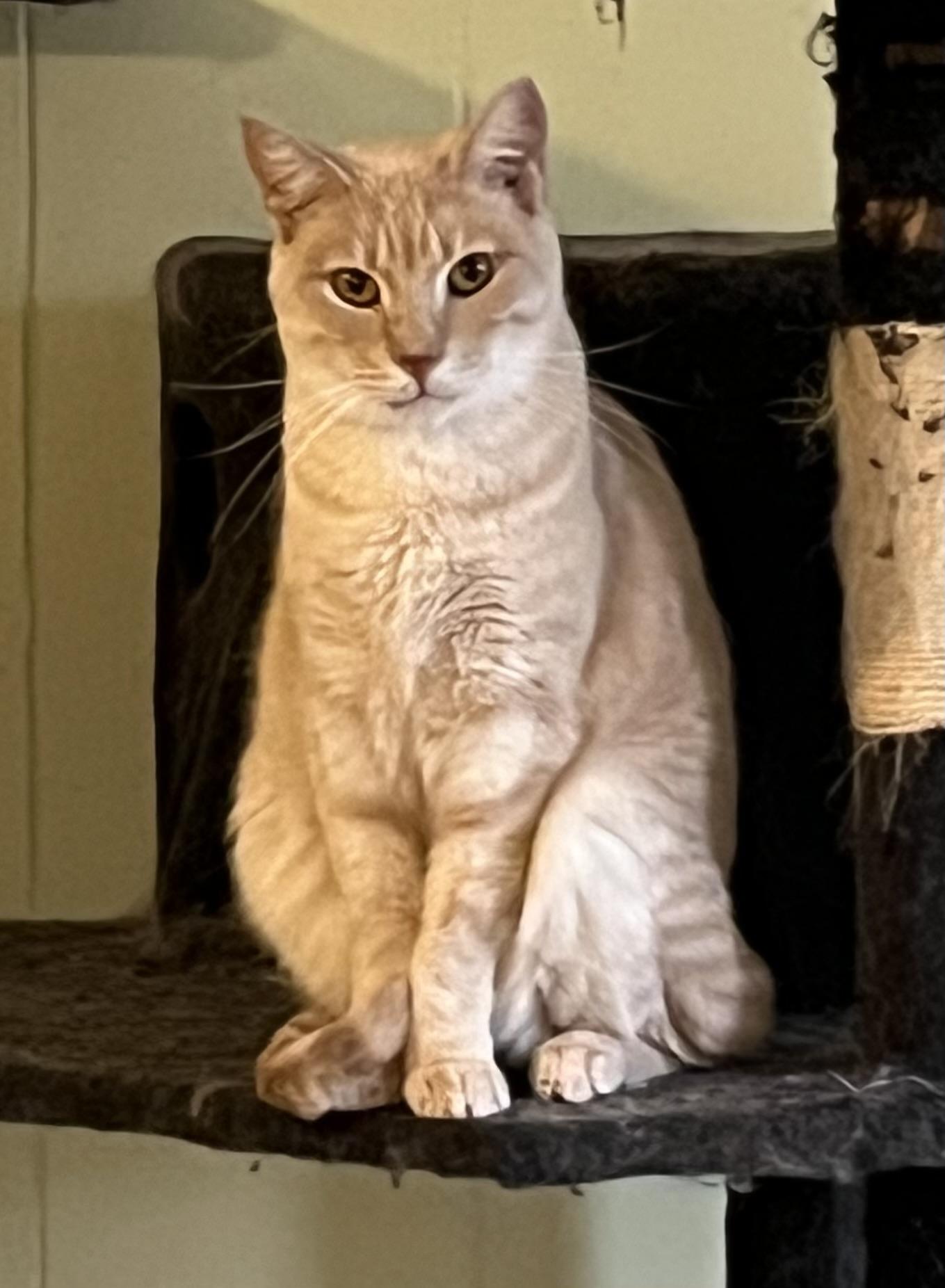 Cashew, a Adoptable mixed breed in Mobile, AL image 1/5