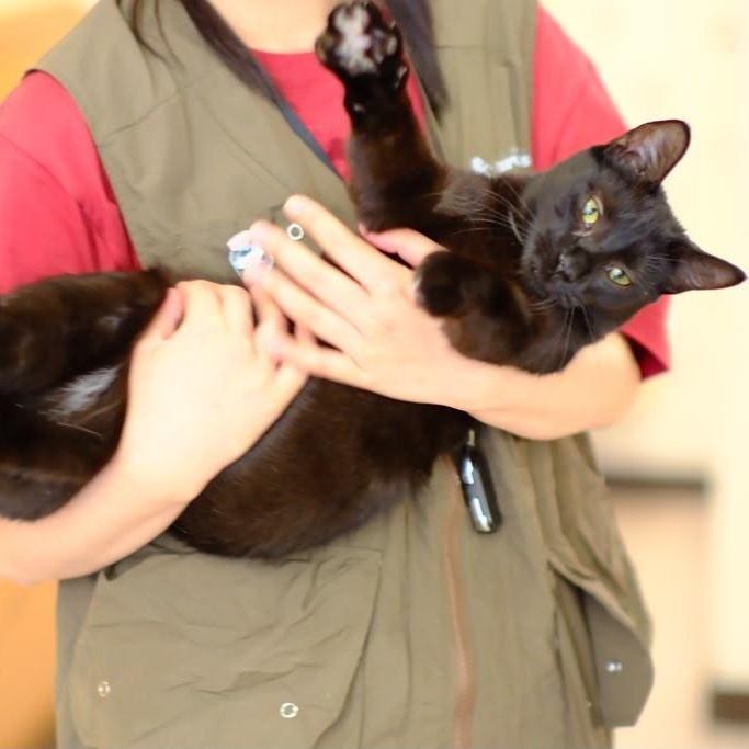 Cleo, a ADOPTABLE Domestic Short Hair in South Ozone Park, NY image 2/6