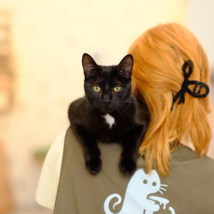 Cleo, a ADOPTABLE Domestic Short Hair in South Ozone Park, NY image 1/6