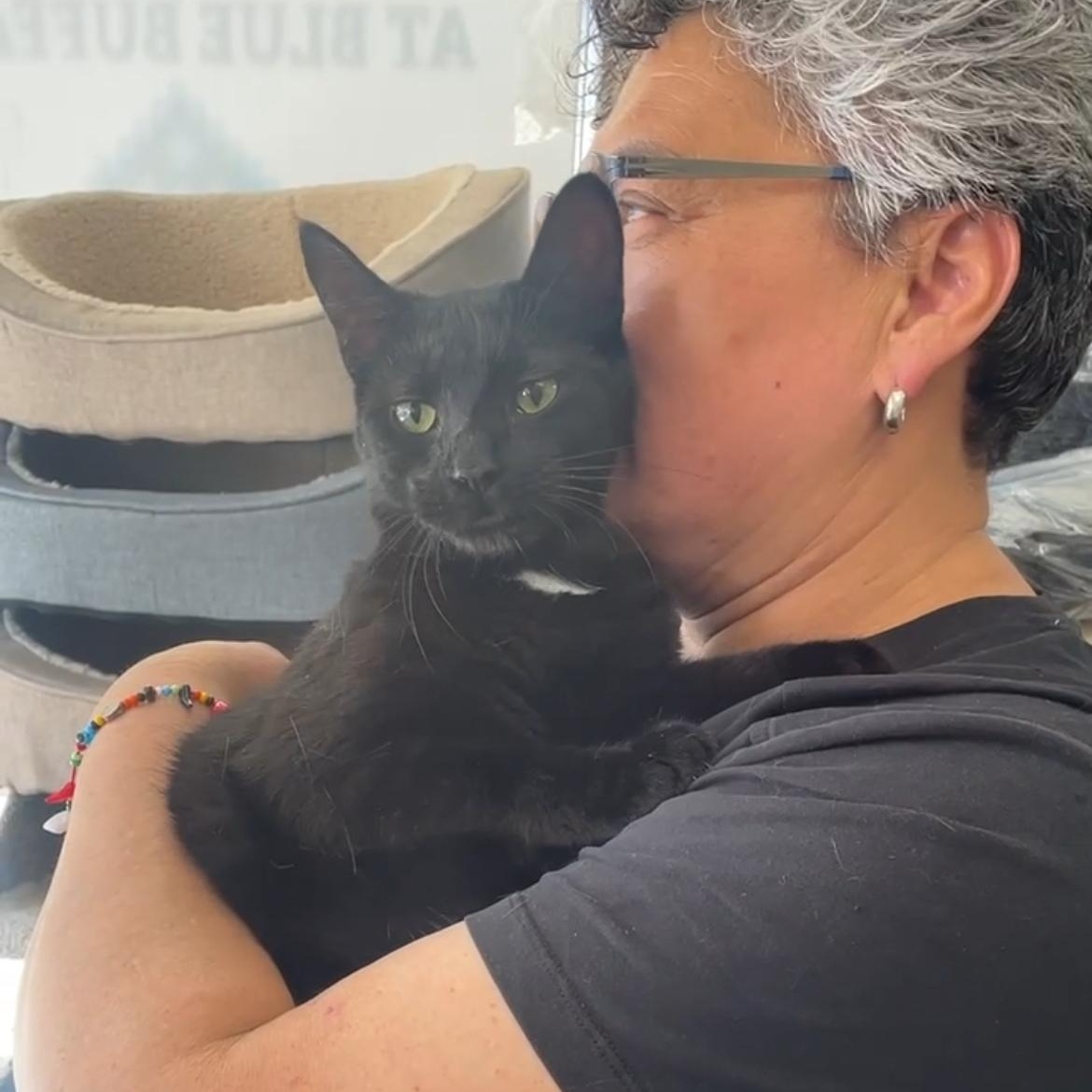 Cleo, a ADOPTABLE Domestic Short Hair in South Ozone Park, NY image 4/6