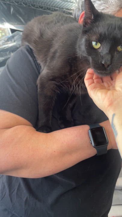 Enlarge Cleo, a ADOPTABLE Domestic Short Hair in South Ozone Park, NY video 5/6