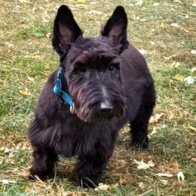 Rowan, Adopted, Adult Female Scottish Terrier.