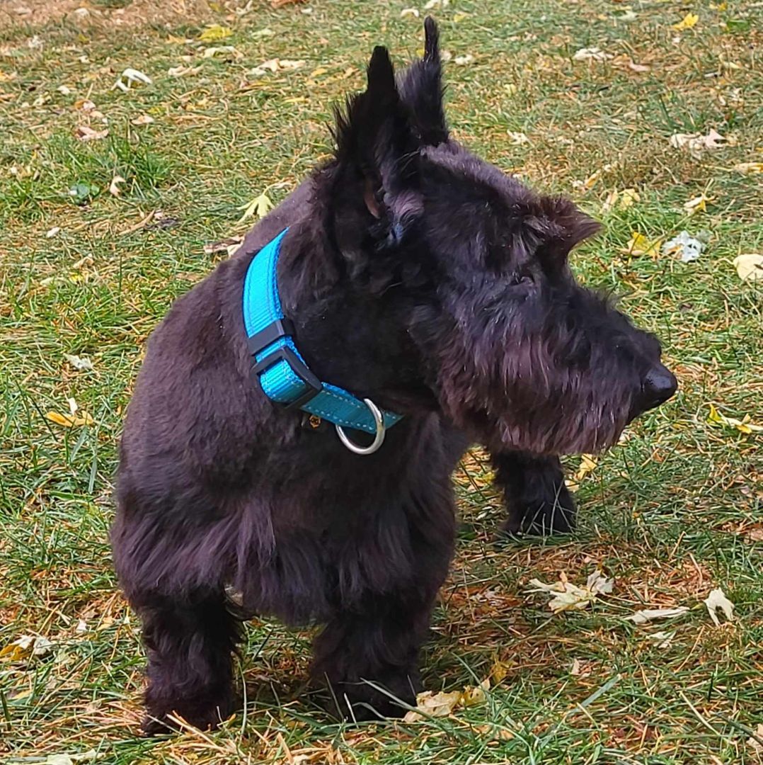 Enlarge Rowan, a Adopted Scottish Terrier in West Liberty, IA image 2/3