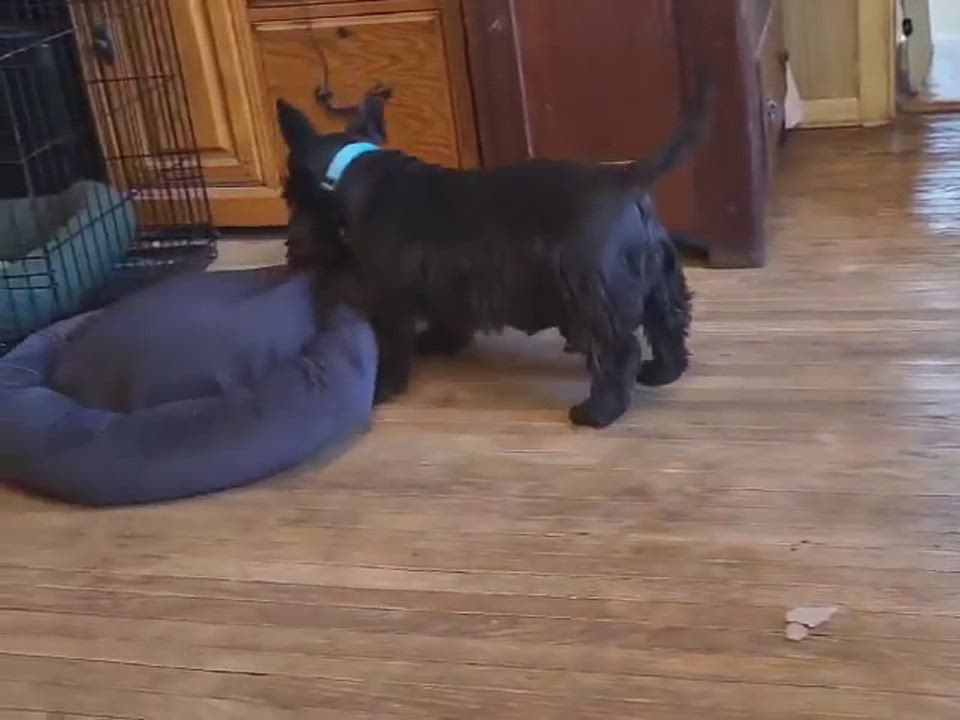 Enlarge Rowan, a Adopted Scottish Terrier in West Liberty, IA video 3/3