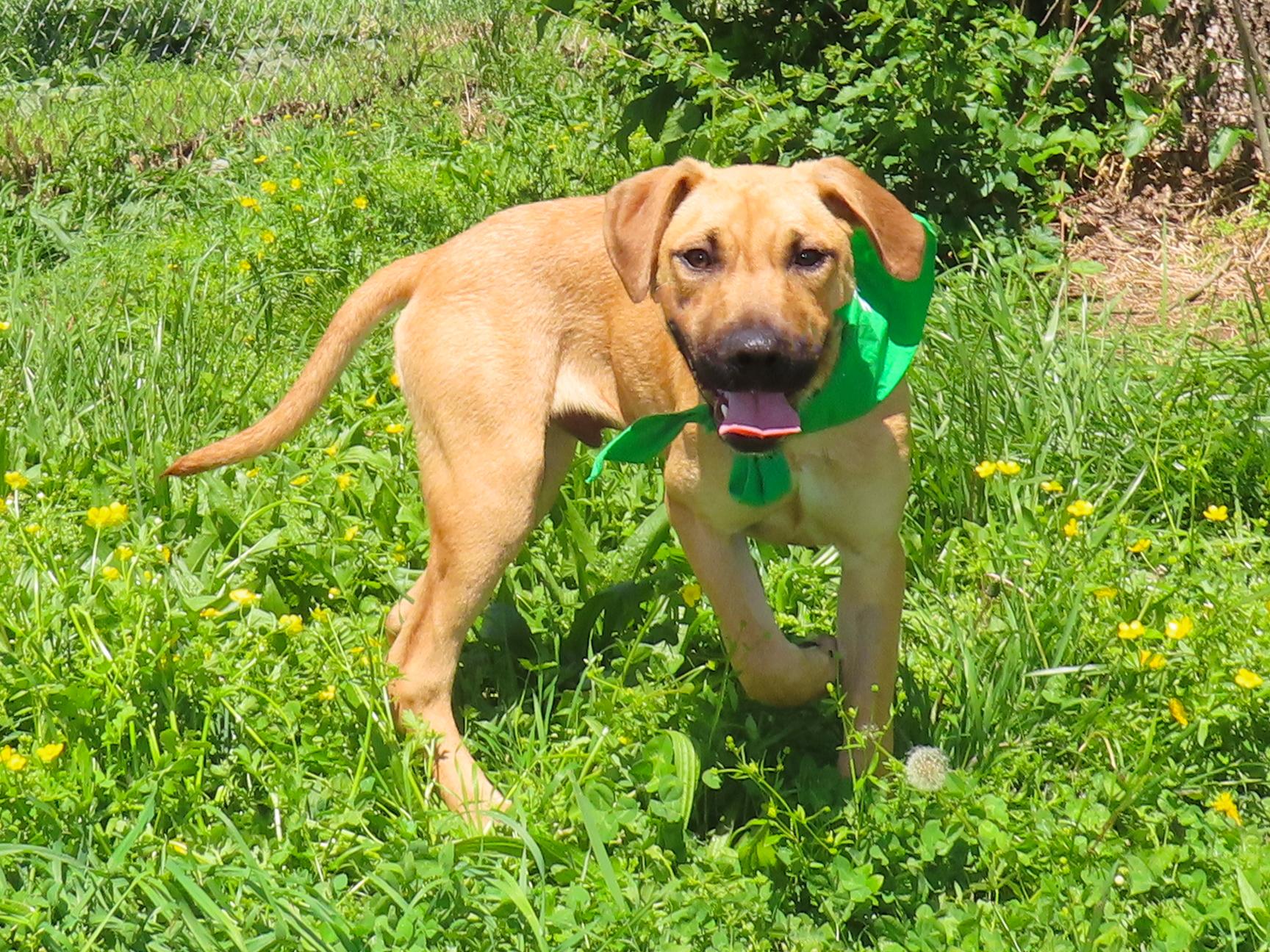 Abner 25C-72A, a ADOPTABLE mixed breed in Rogers, AR image 5/5