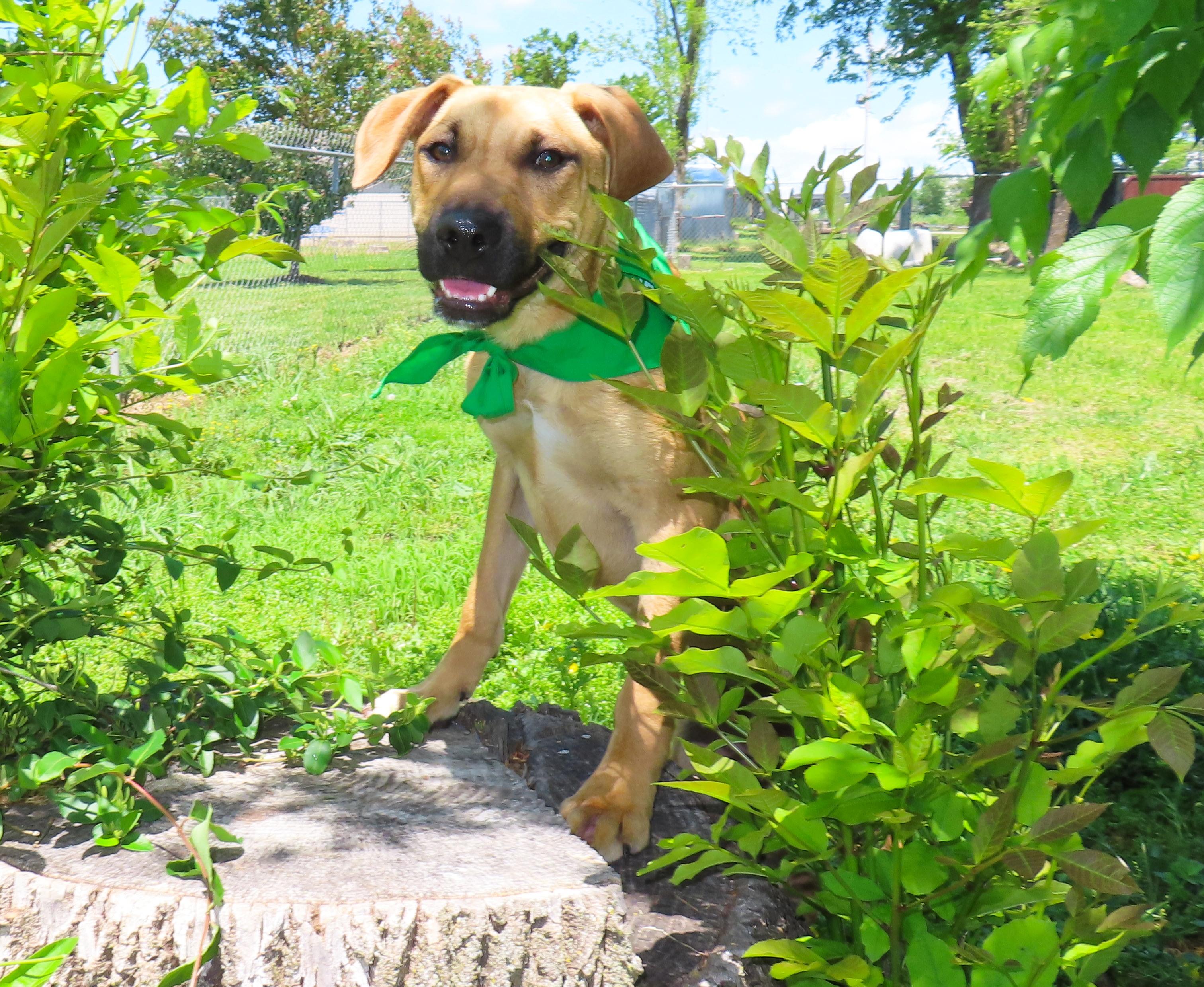 Abner 25C-72A, a ADOPTABLE mixed breed in Rogers, AR image 2/5