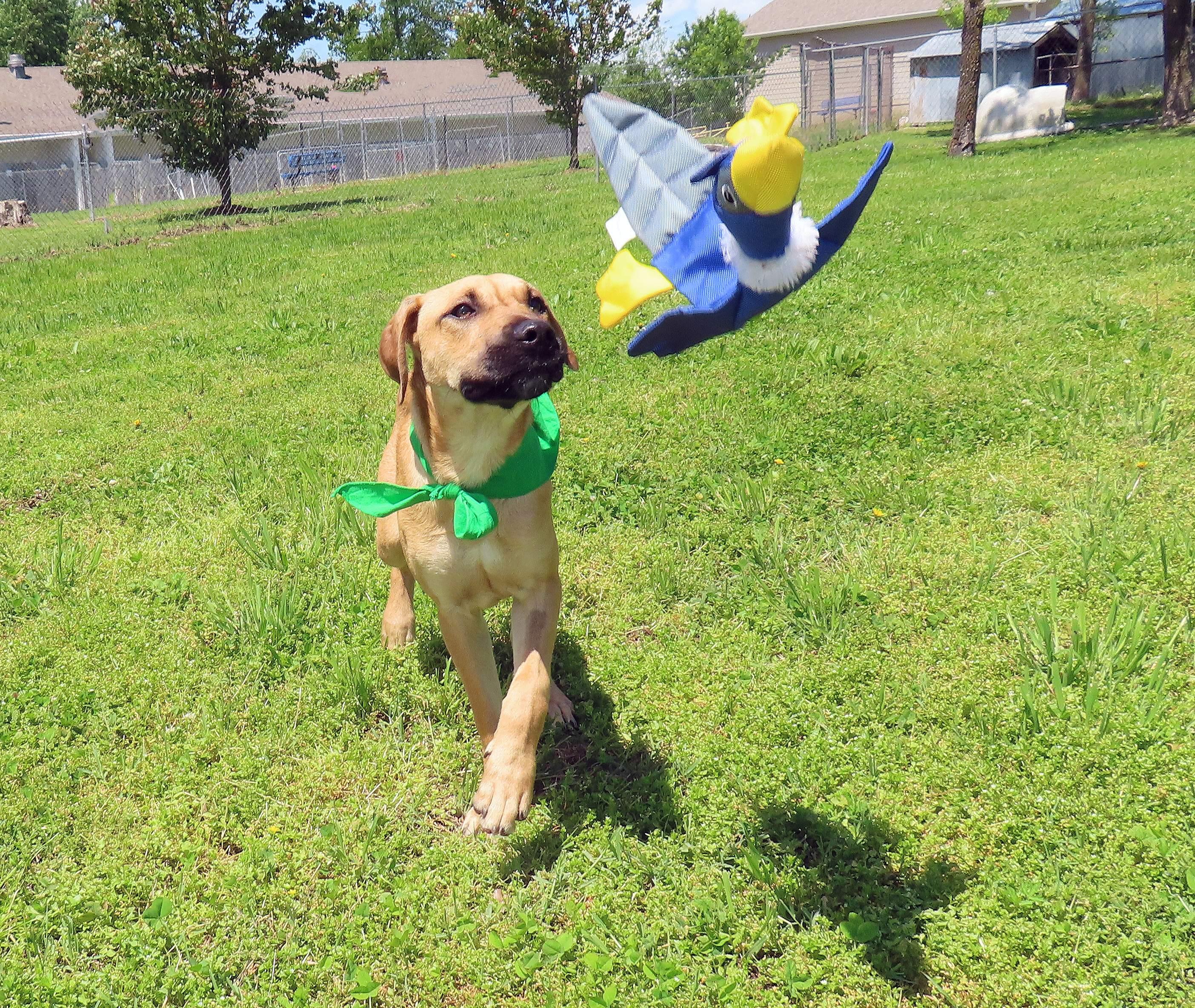 Abner 25C-72A, a ADOPTABLE mixed breed in Rogers, AR image 4/5