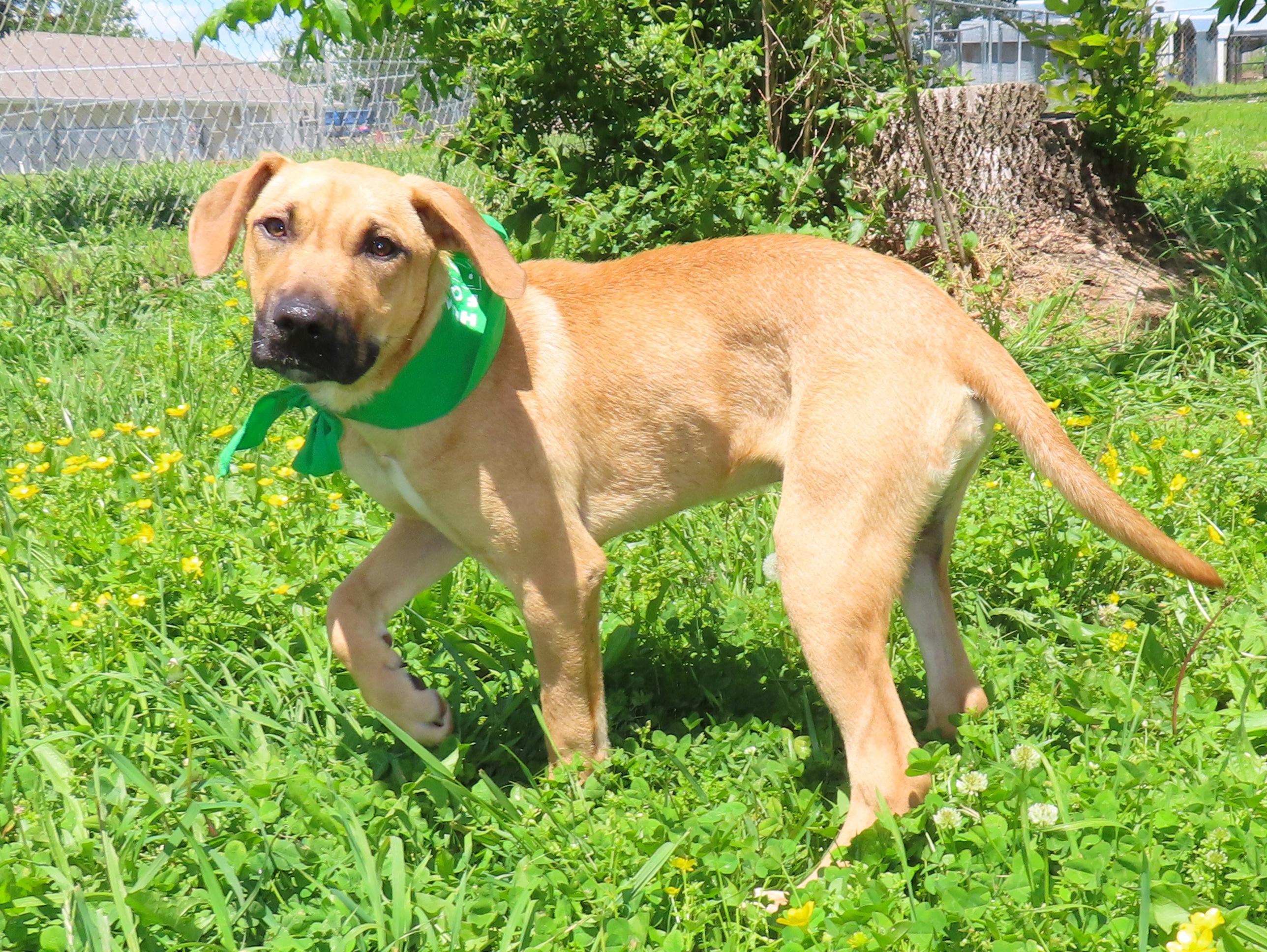 Abner 25C-72A, a ADOPTABLE mixed breed in Rogers, AR image 3/5