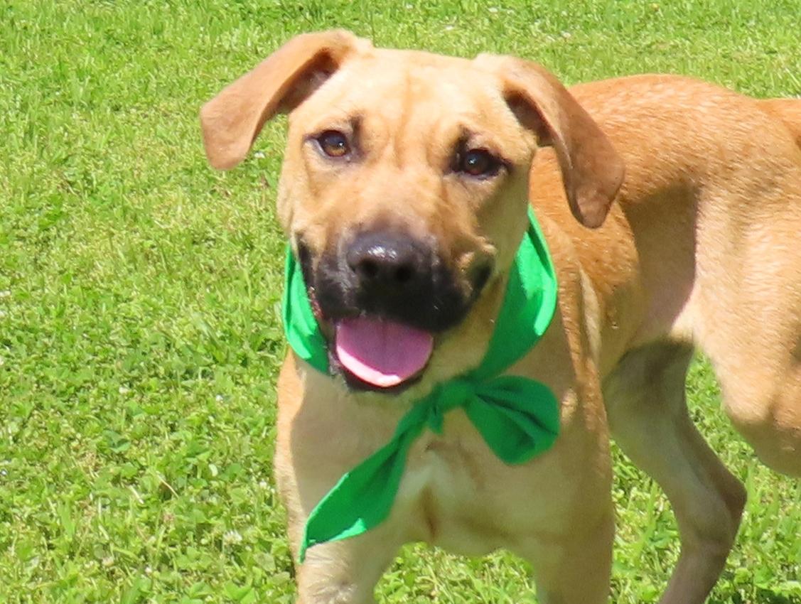 Abner 25C-72A, ADOPTABLE, Young Male Yellow Labrador Retriever & Black Mouth Cur.