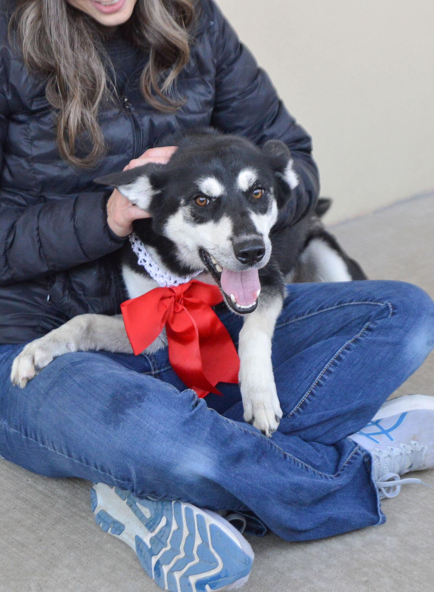 Enlarge MC Lyte, a Adoptable German Shepherd Dog in McKinney, TX image 1/3