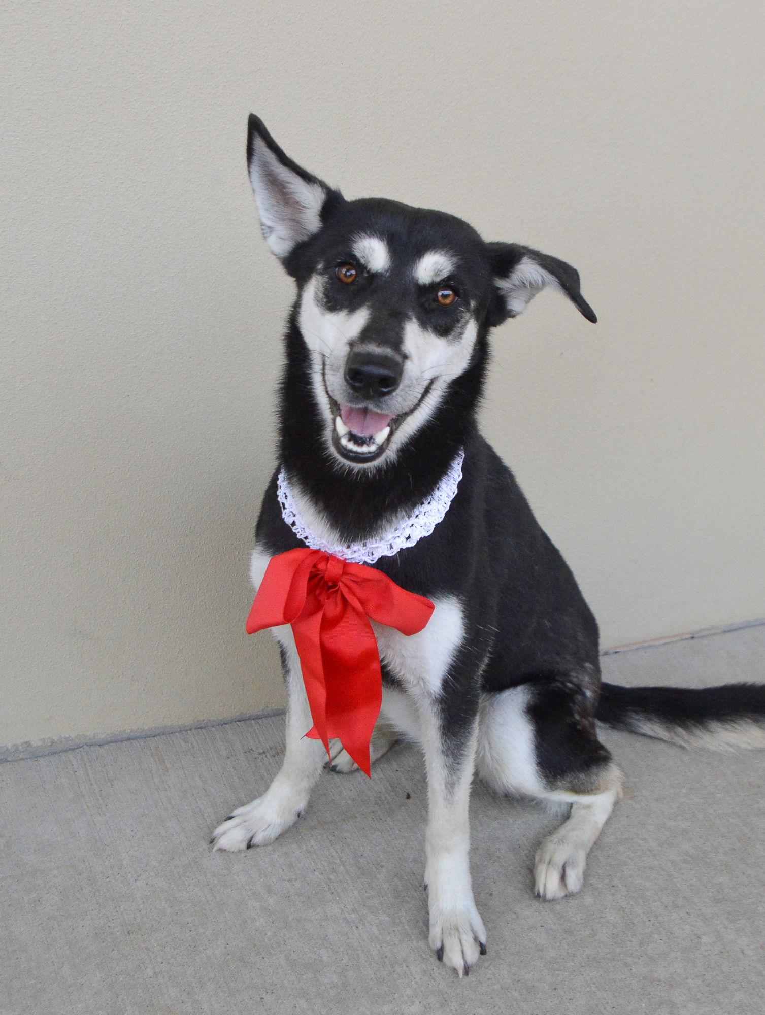 Enlarge MC Lyte, a Adoptable German Shepherd Dog in McKinney, TX image 2/3