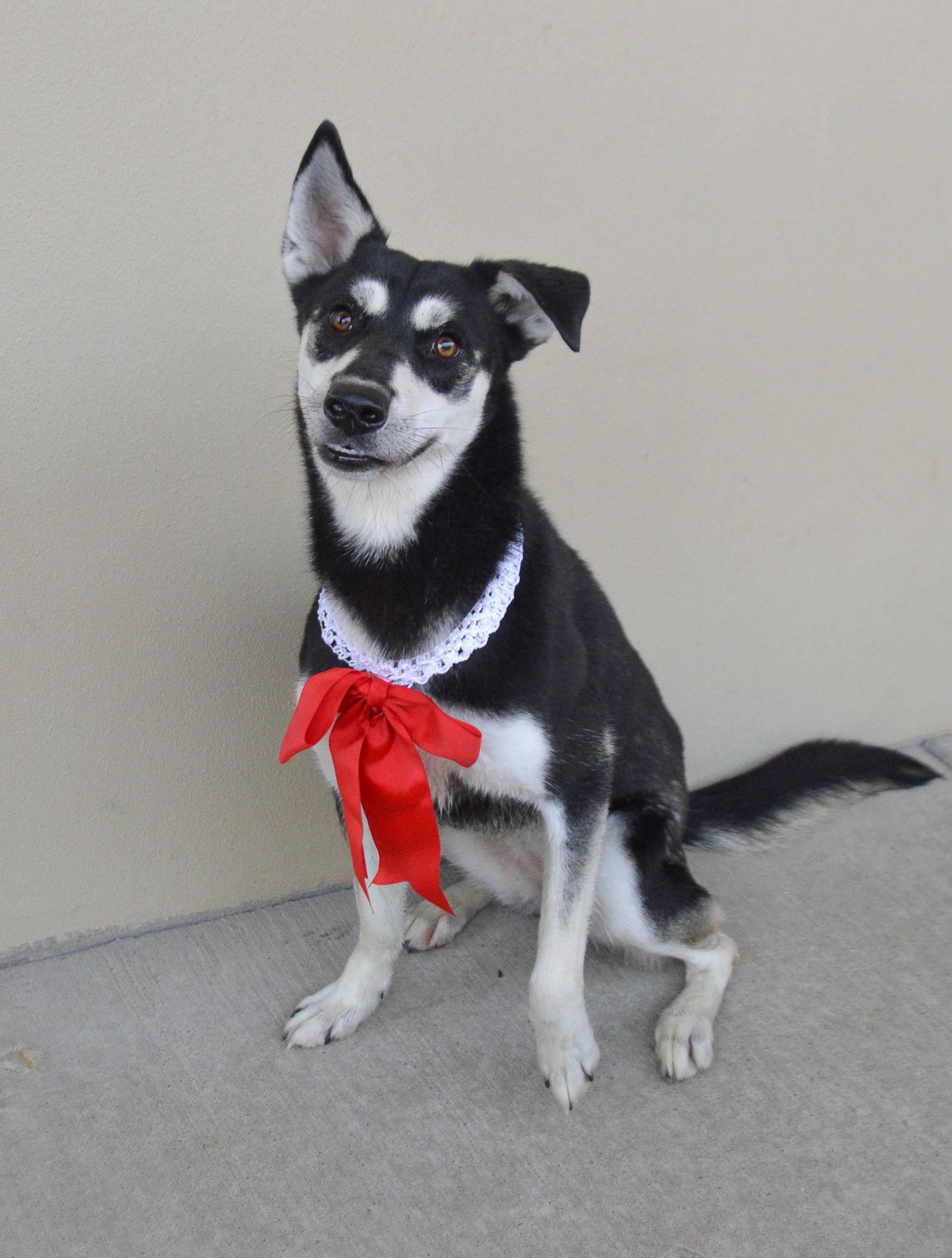 Enlarge MC Lyte, a Adoptable German Shepherd Dog in McKinney, TX image 3/3