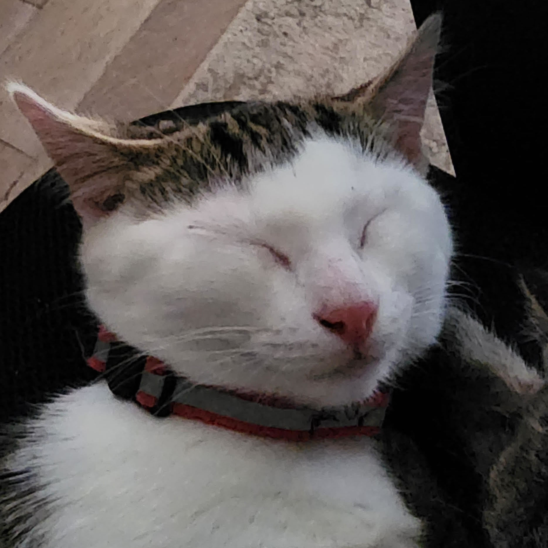 Nugget