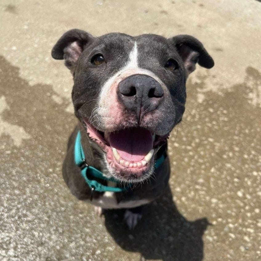 Enlarge Vega, a Adoptable mixed breed in Kansas City, MO image 3/6