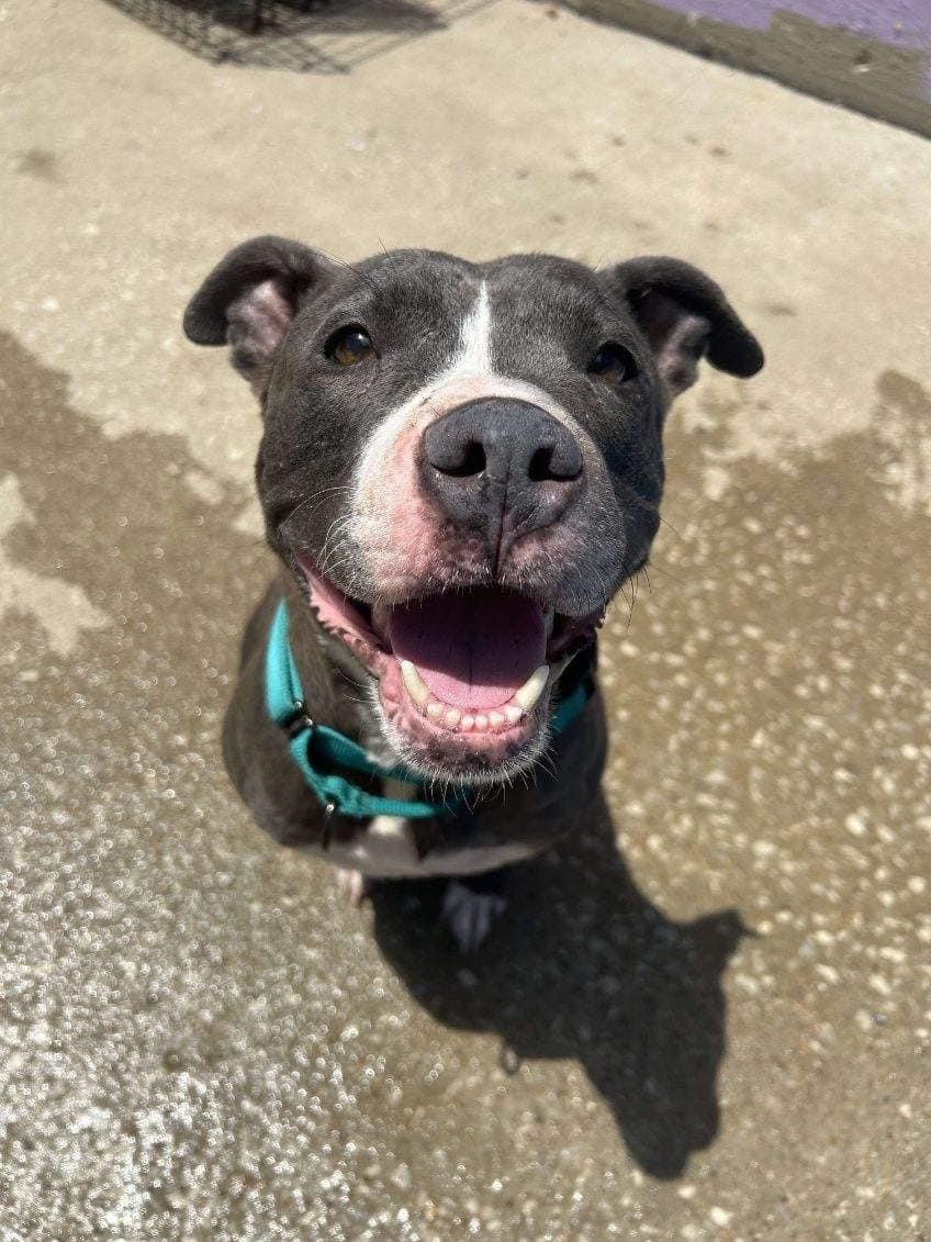 Vega, a Adoptable mixed breed in Kansas City, MO image 3/6