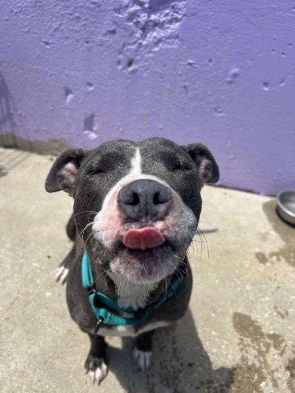 Vega, a Adoptable mixed breed in Kansas City, MO image 4/6