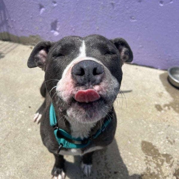 Enlarge Vega, a Adoptable mixed breed in Kansas City, MO image 4/6