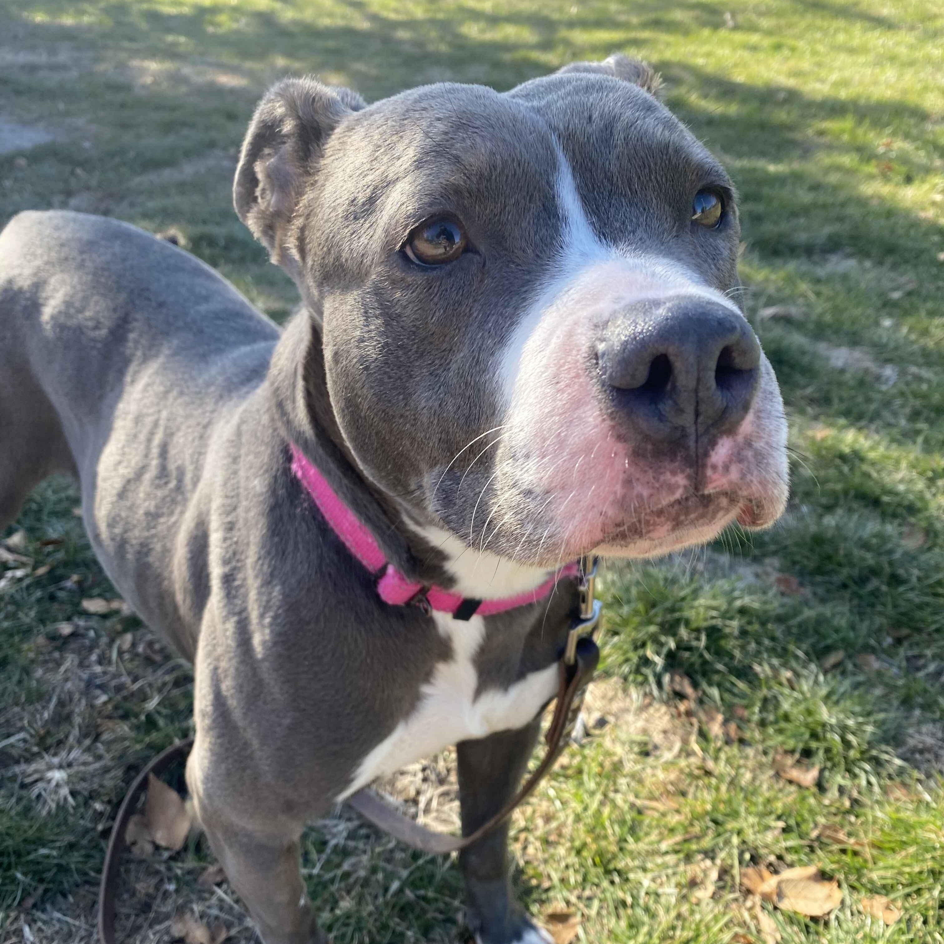 Enlarge Vega, a Adoptable mixed breed in Kansas City, MO image 1/6