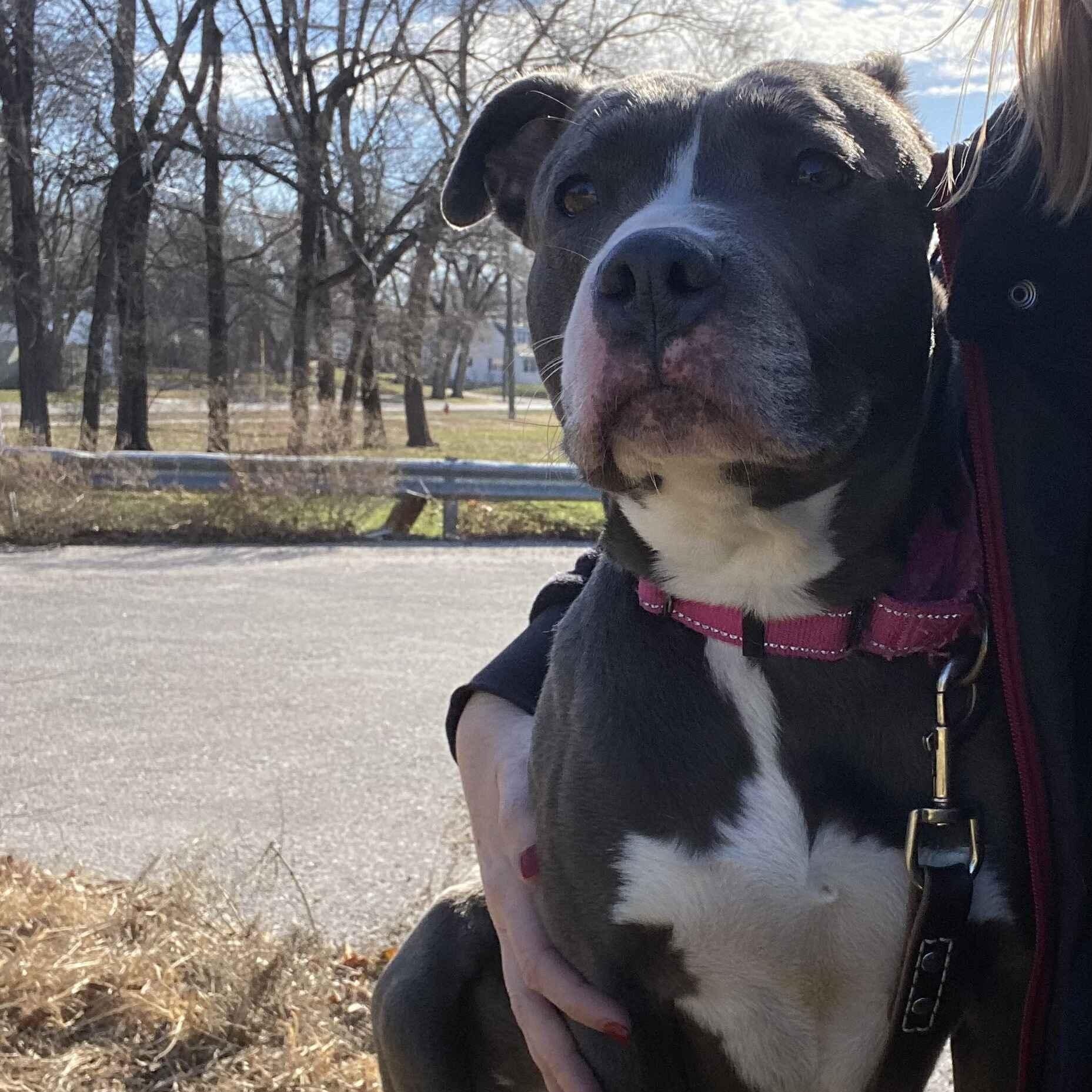 Enlarge Vega, a Adoptable mixed breed in Kansas City, MO image 2/6