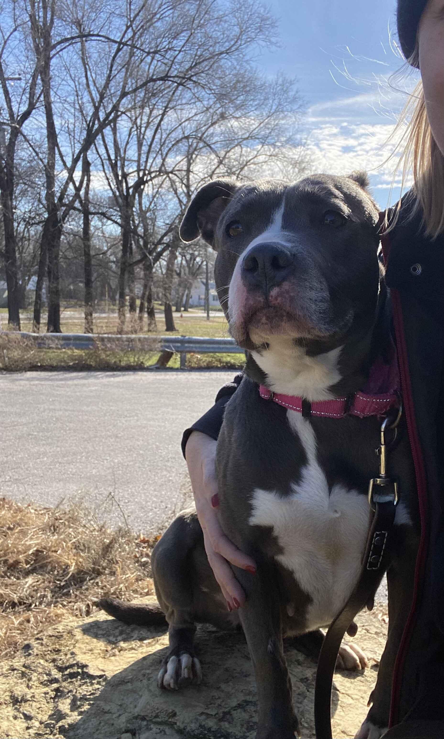 Vega, a Adoptable mixed breed in Kansas City, MO image 2/6