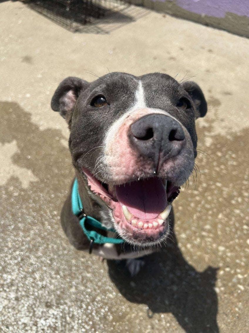 Vega, a Adoptable mixed breed in Kansas City, MO image 5/6