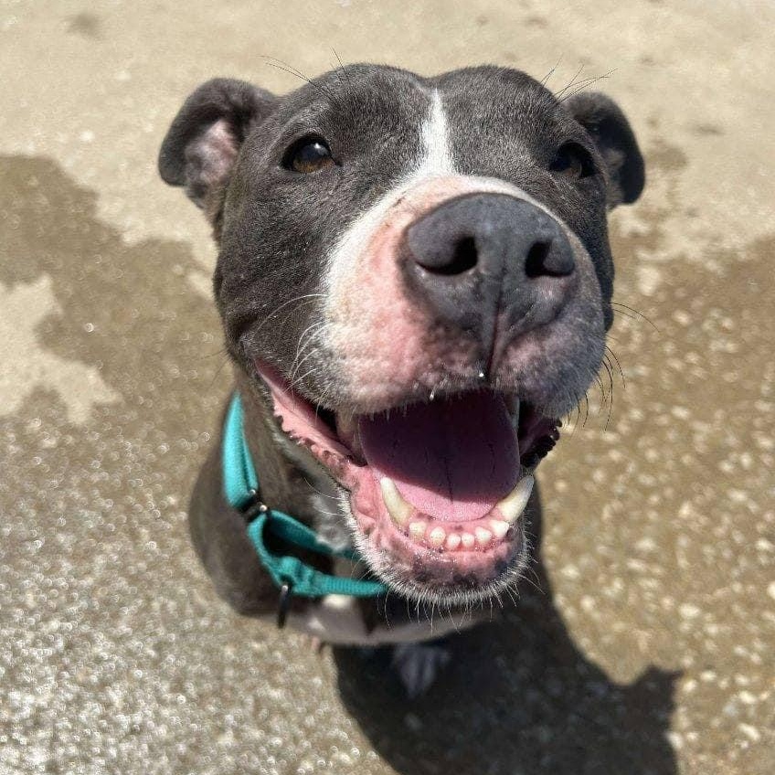 Enlarge Vega, a Adoptable mixed breed in Kansas City, MO image 5/6