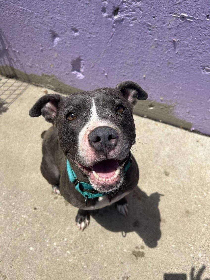 Vega, a Adoptable mixed breed in Kansas City, MO image 6/6