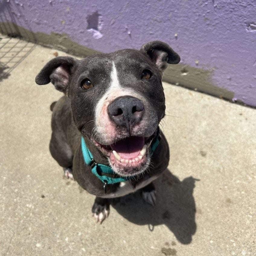 Enlarge Vega, a Adoptable mixed breed in Kansas City, MO image 6/6