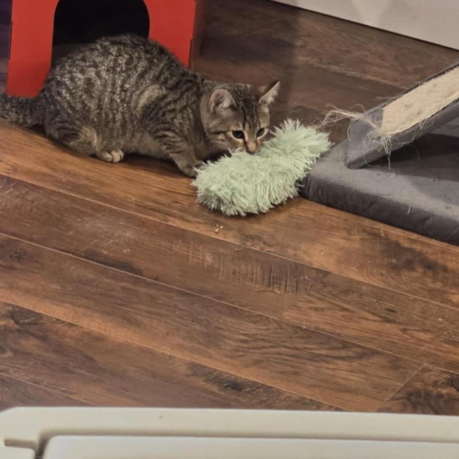 Blue, Adoptable, Kitten Female Domestic Short Hair.