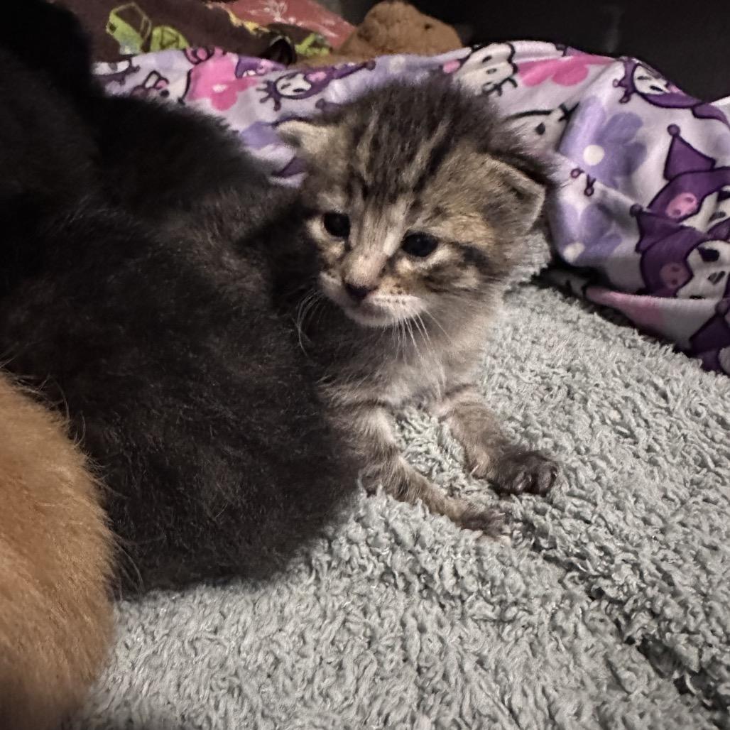 Enlarge Blue, a Adoptable Domestic Short Hair in Maple Falls, WA image 1/1