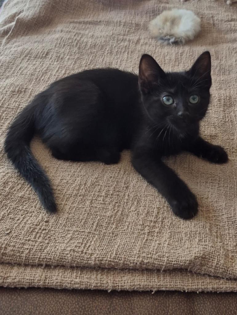 Joan, Adoptable, Kitten Female Domestic Short Hair.