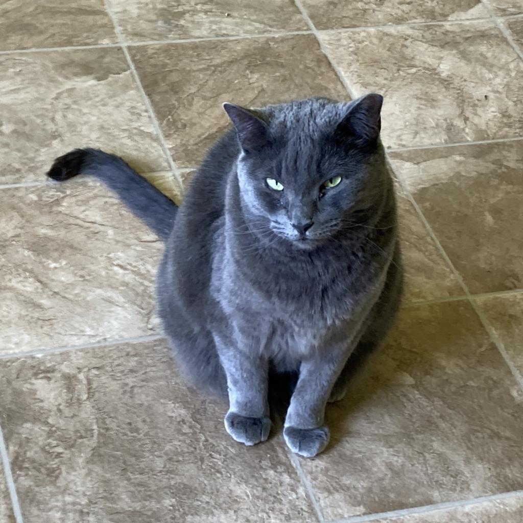 Enlarge Alexa, a Adoptable Domestic Short Hair in Colorado Springs, CO image 1/3