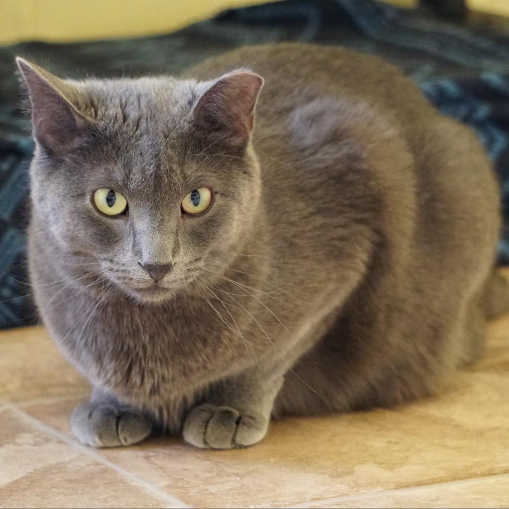 Alexa, Adoptable, Senior Female Domestic Short Hair.