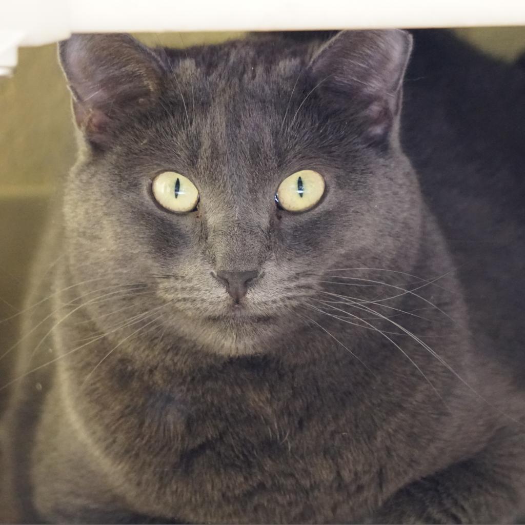Enlarge Alexa, a Adoptable Domestic Short Hair in Colorado Springs, CO image 2/3