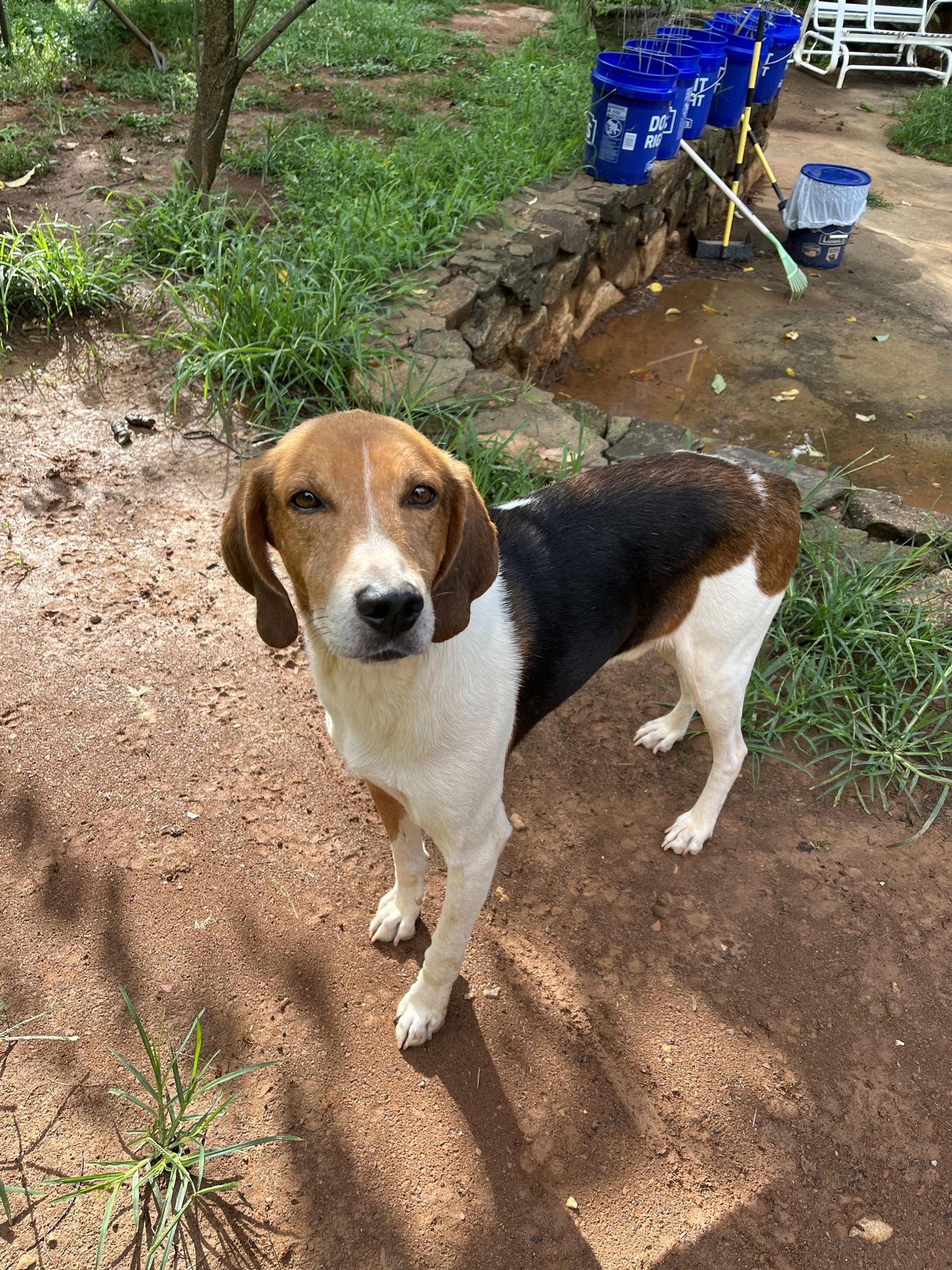 Mr Houndy, a Adoptable Foxhound in Forest, VA image 1/3