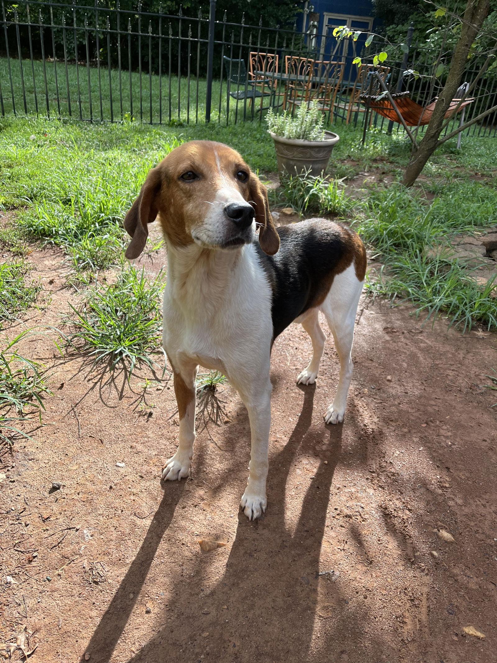 Mr Houndy, a Adoptable Foxhound in Forest, VA image 2/3