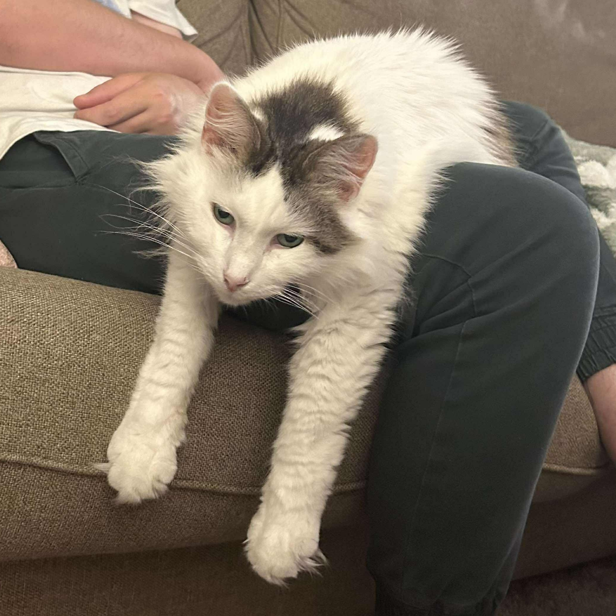 Fey, Adult Male Domestic Long Hair