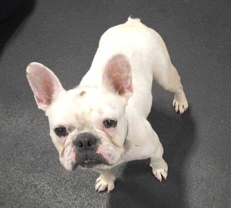 Enlarge Henry, a Adoptable French Bulldog in Madison Heights, MI image 2/6
