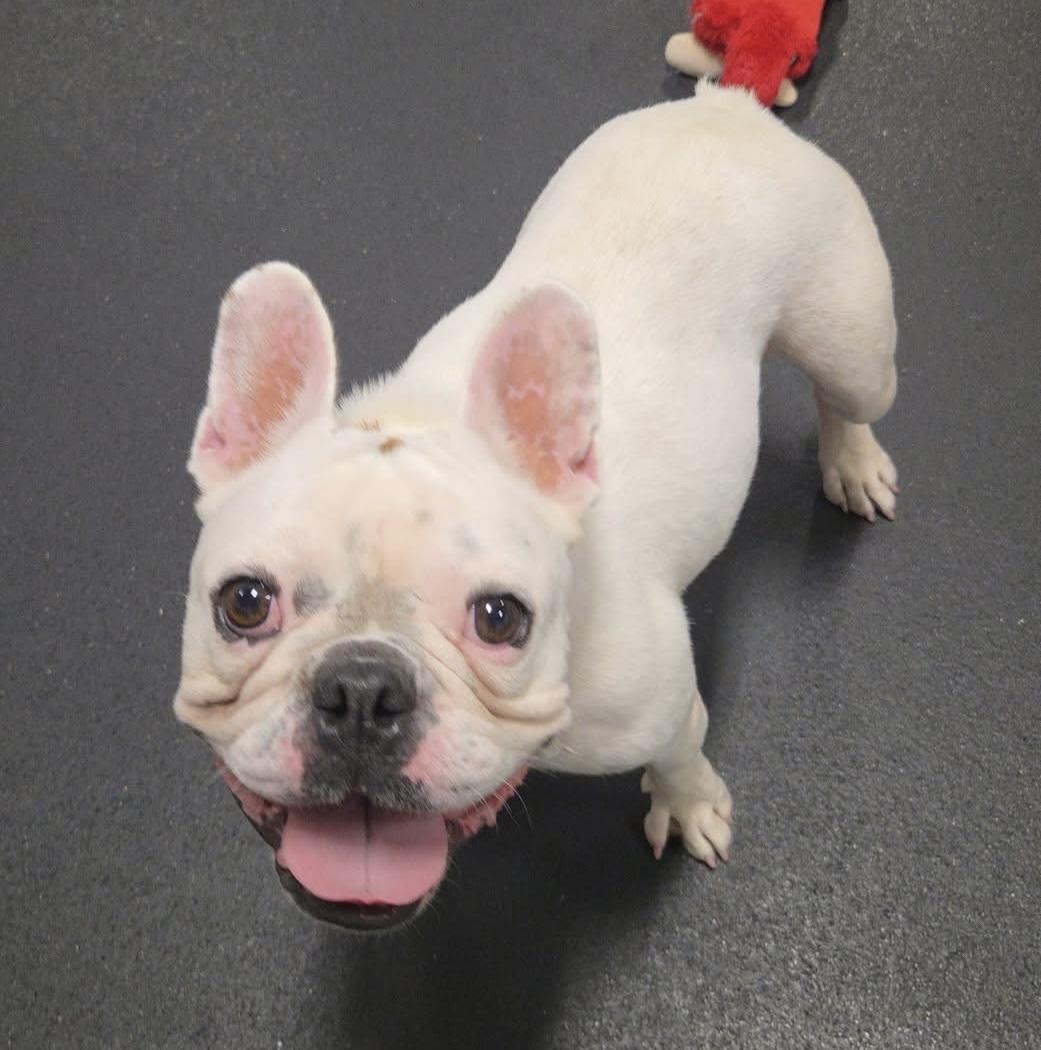 Enlarge Henry, a Adoptable French Bulldog in Madison Heights, MI image 3/6