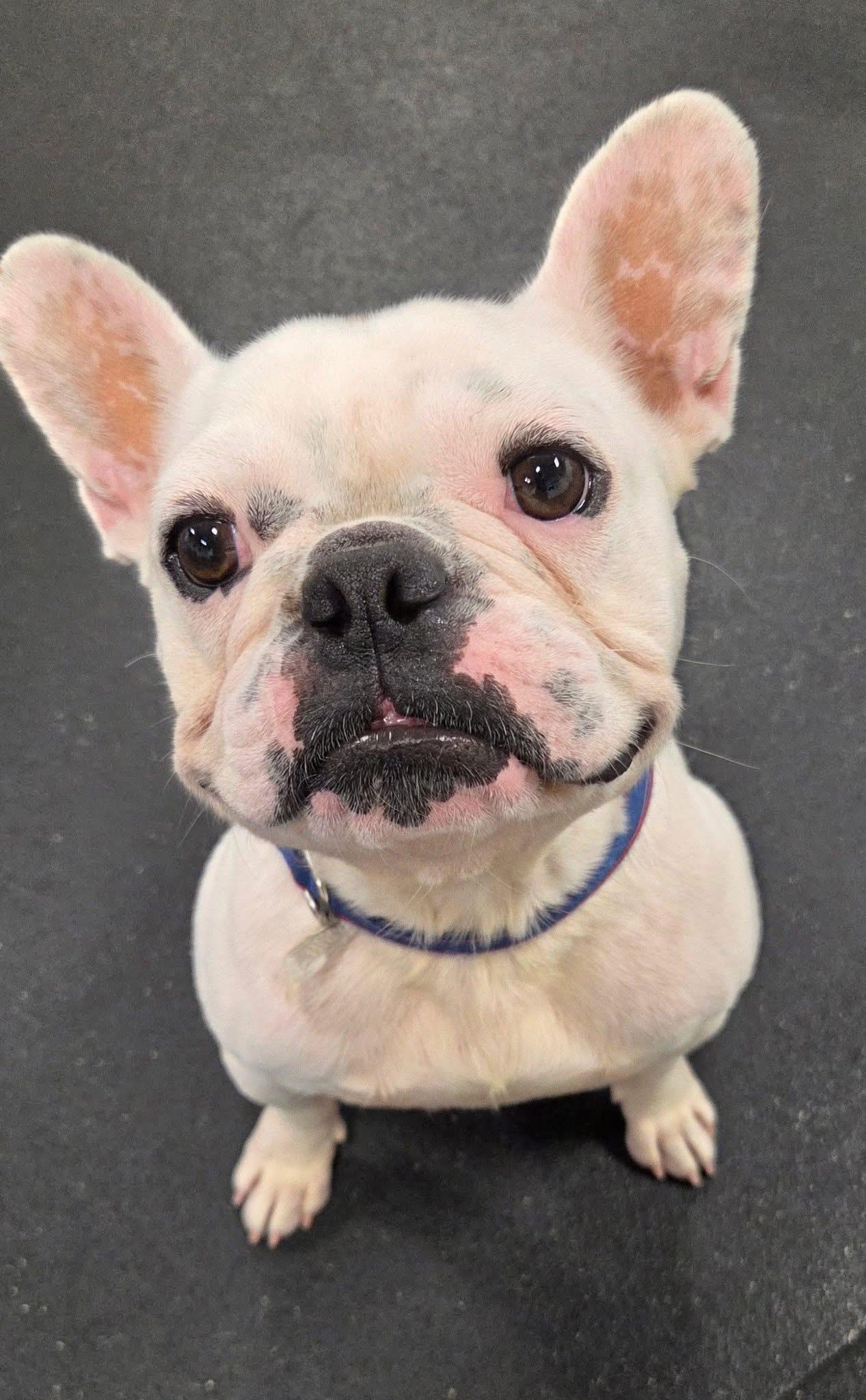 Enlarge Henry, a Adoptable French Bulldog in Madison Heights, MI image 1/6