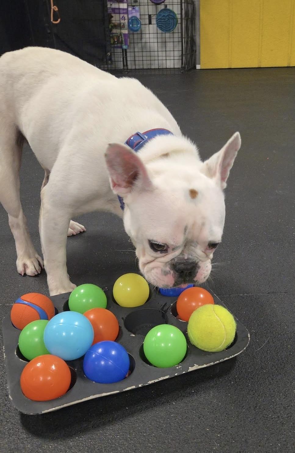 Enlarge Henry, a Adoptable French Bulldog in Madison Heights, MI image 4/6