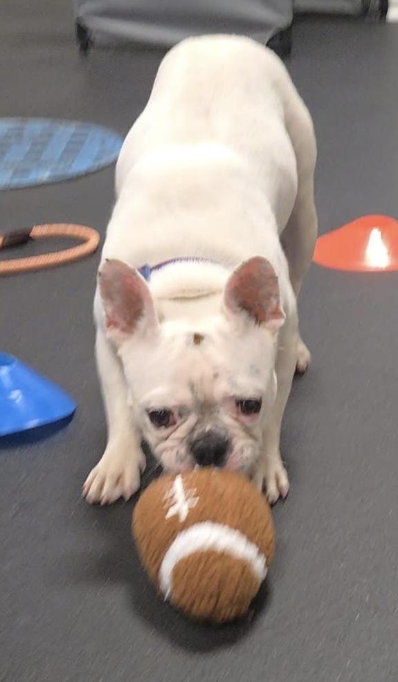 Enlarge Henry, a Adoptable French Bulldog in Madison Heights, MI image 5/6