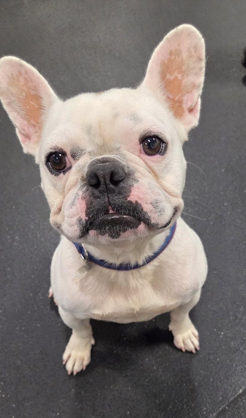 Enlarge Henry, a Adoptable French Bulldog in Madison Heights, MI image 6/6