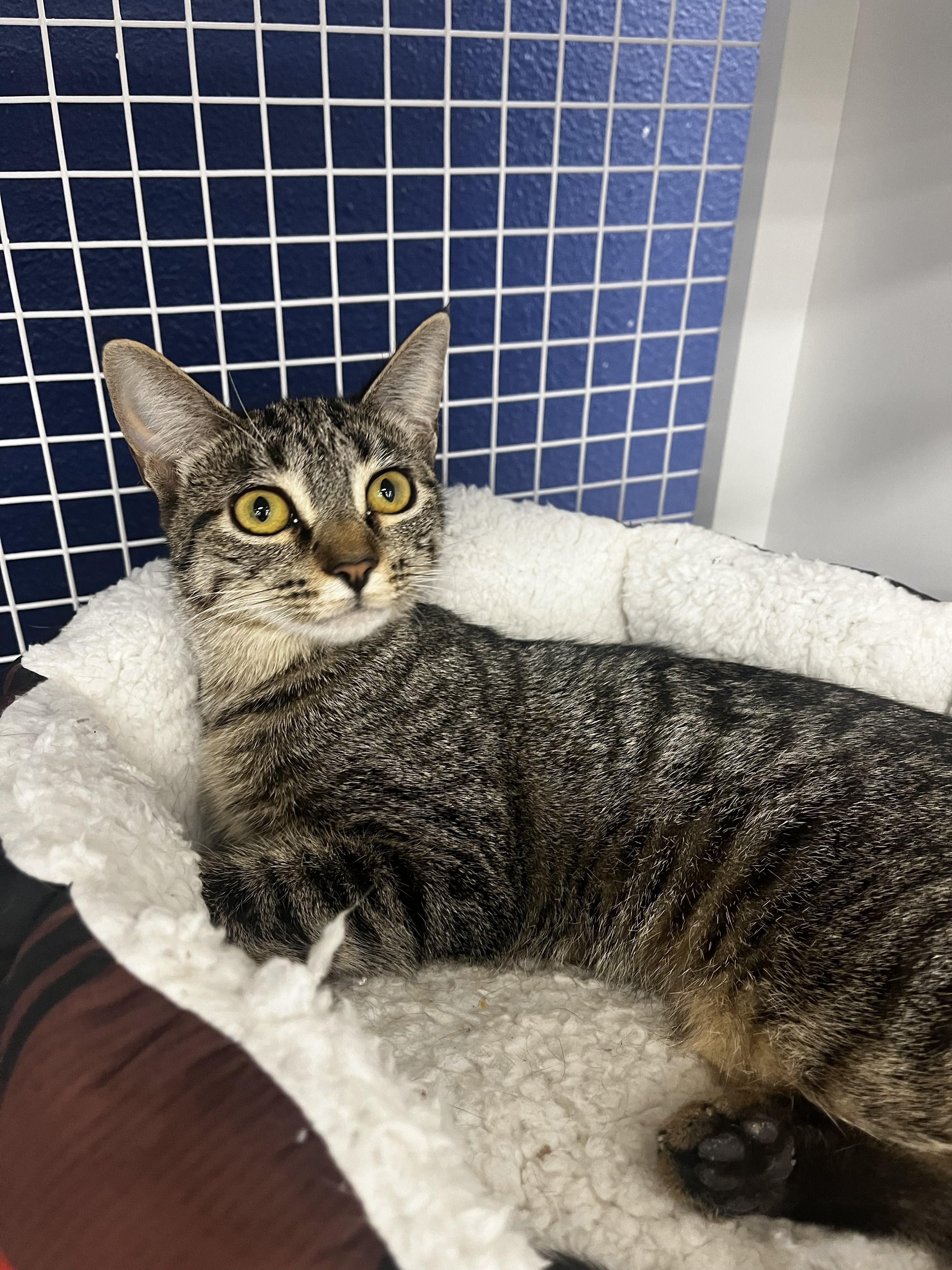 Luca Bean, ADOPTABLE, Young Female Tabby.