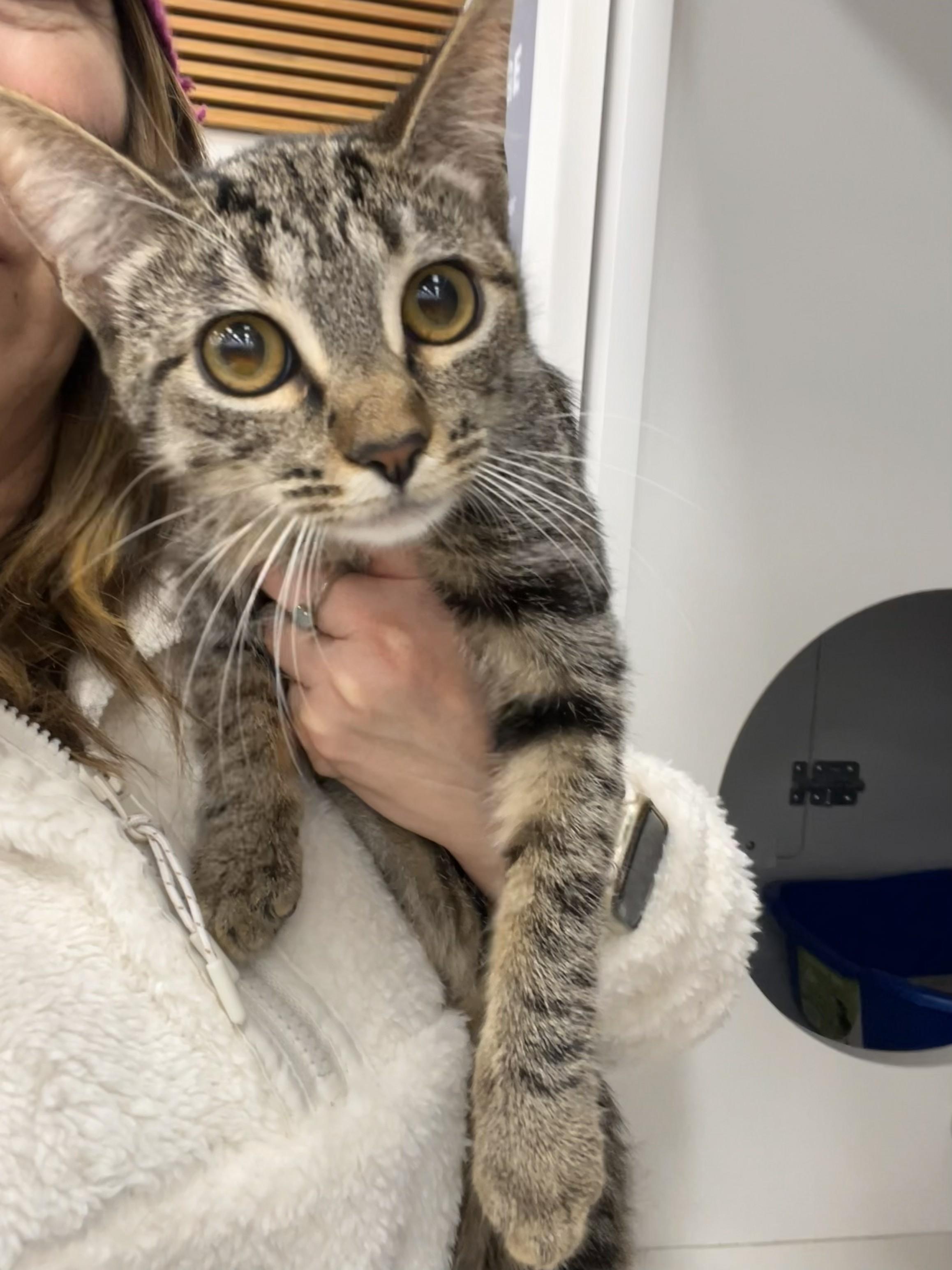 Enlarge Luca Bean, a ADOPTABLE Tabby in Monrovia , CA image 2/2