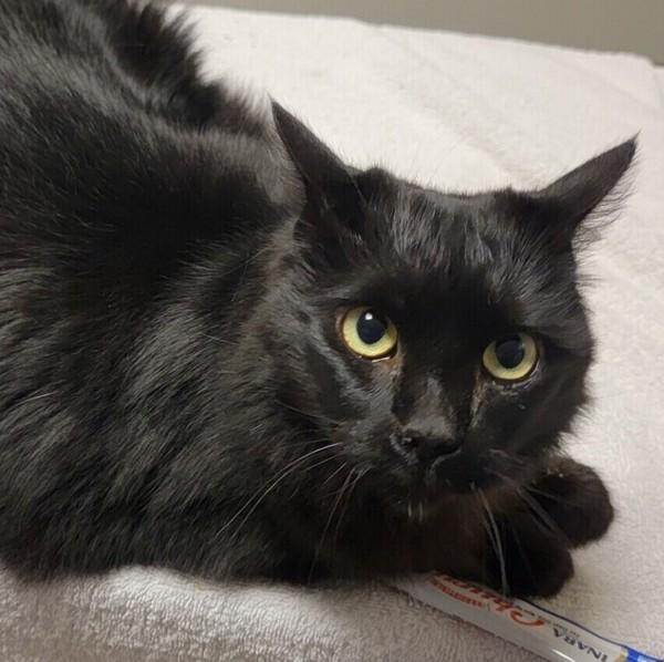 Sweet Pea, Adoptable, Adult Female Domestic Medium Hair.