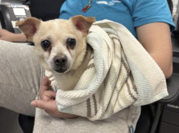 Enlarge Bear, a Adoptable Chiweenie in Morrisville, PA image 2/2