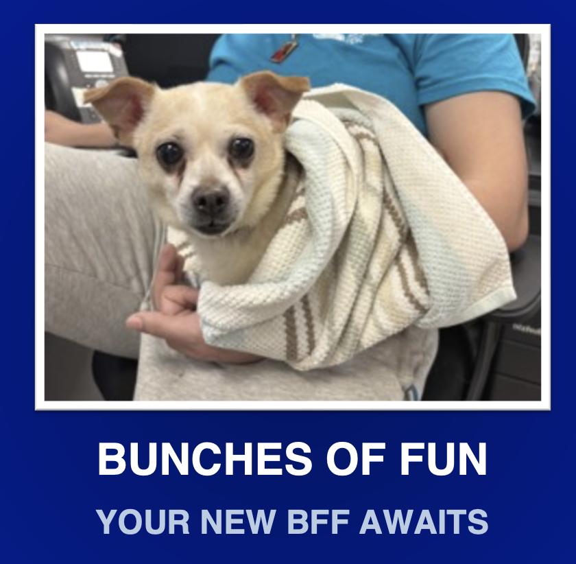 Enlarge Bear, a Adoptable Chiweenie in Morrisville, PA image 1/2